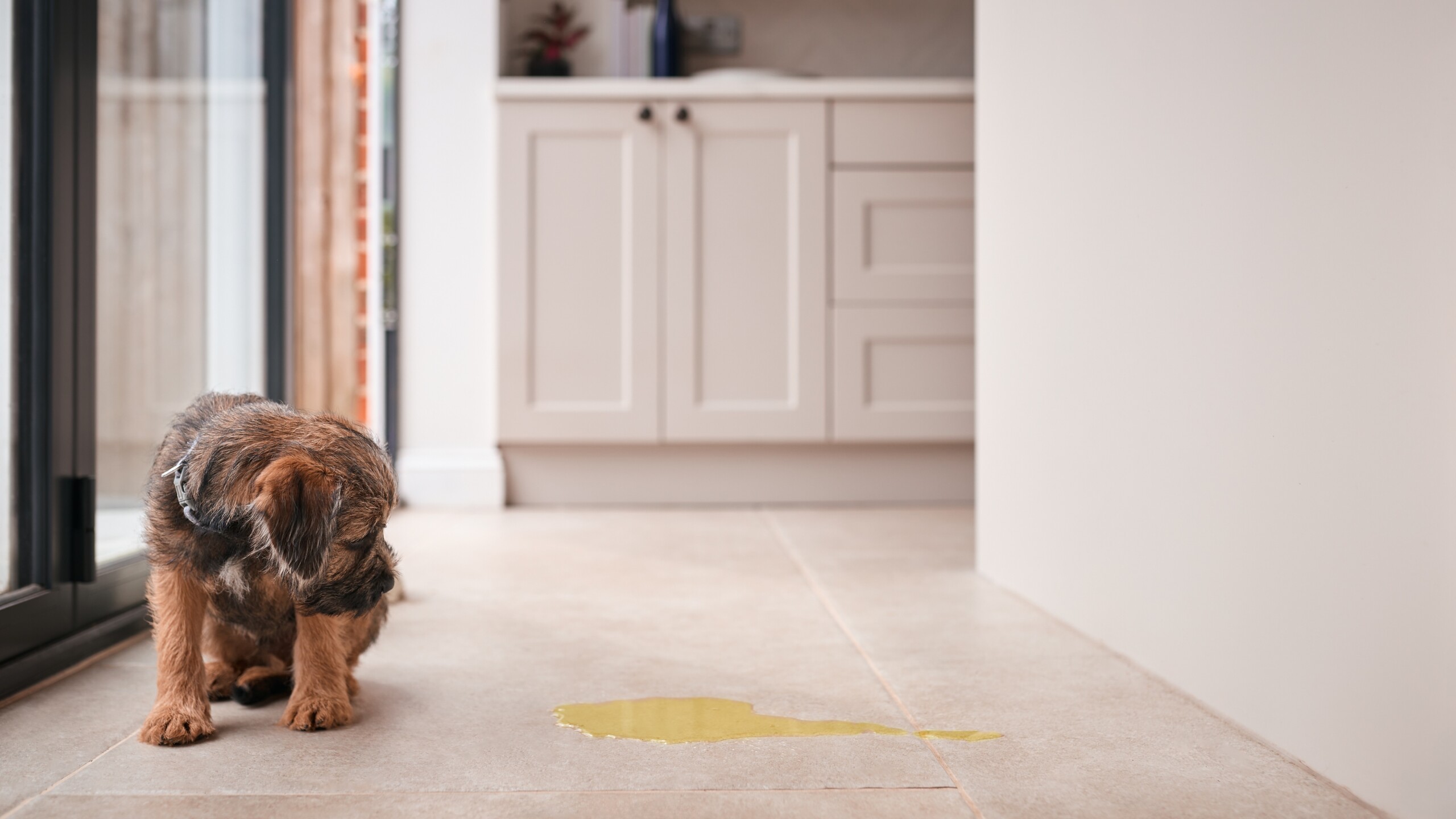 Potty Traing Or House Training Border Terrier Puppy Sitting On Kitchen Floor At Home After Wee How to potty train a puppy